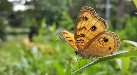 5 mẹo nhỏ giúp bạn chụp ảnh xóa phông đẹp hơn