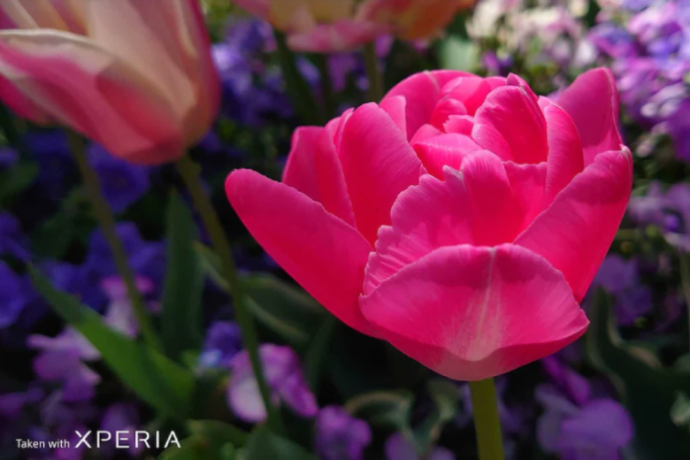 Đánh giá camera Xperia 1: Khi máy ảnh chuyên nghiệp kết hợp với smartphone