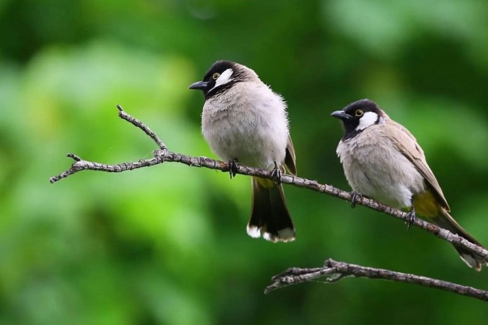 Macro là gì? Sự thật về camera chụp cận cảnh trên điện thoại 8 Xóa phông bằng khoảng cách