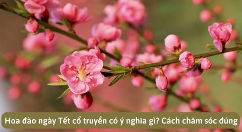 Hoa đào ngày Tết