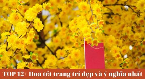 Hoa Tết