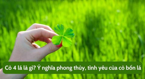 Cỏ 4 lá