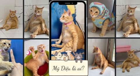 Mỹ Diệu là ai? Vì sao Mỹ Diệu tướng ngồi bầy hầy lại phát sốt trên TikTok và thành hệ tư tưởng? Mỹ Diệu