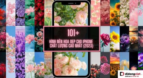 Tải ngay hình nền hoa đẹp cho iPhone chất lượng cao nhất Hình nền hoa đẹp cho iPhone