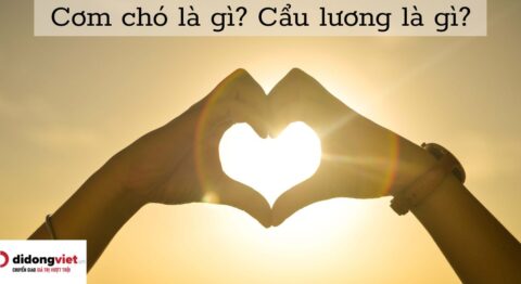 cơm chó