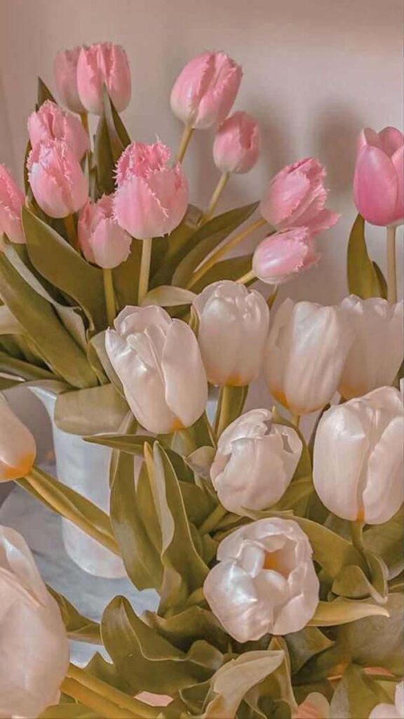 12 hinh nen hoa tulip didongviet