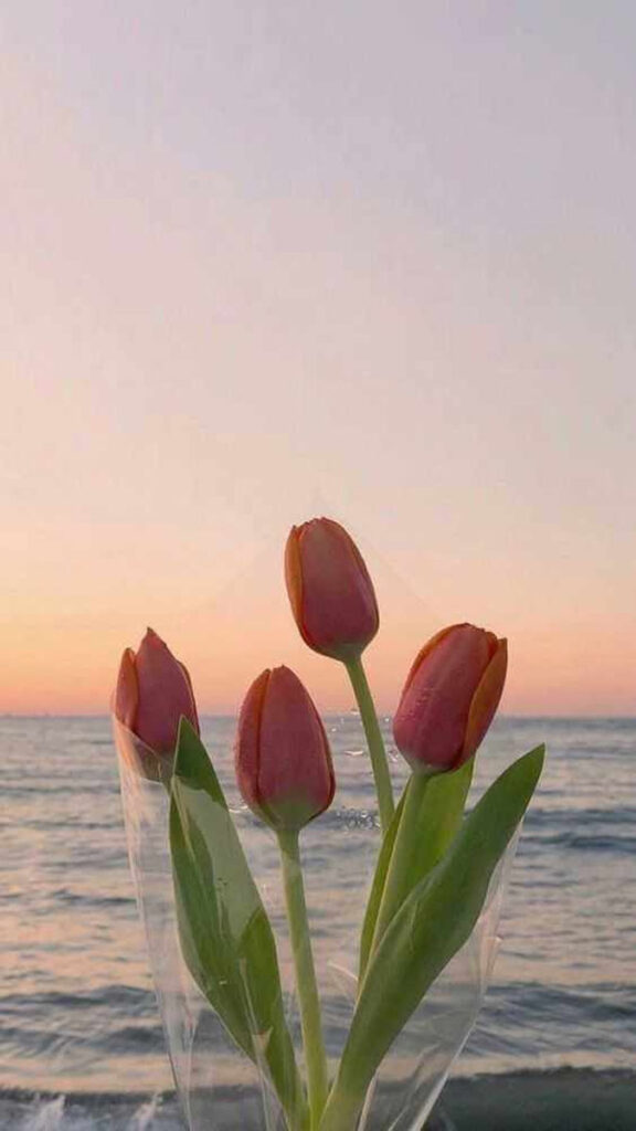 13 hinh nen hoa tulip didongviet