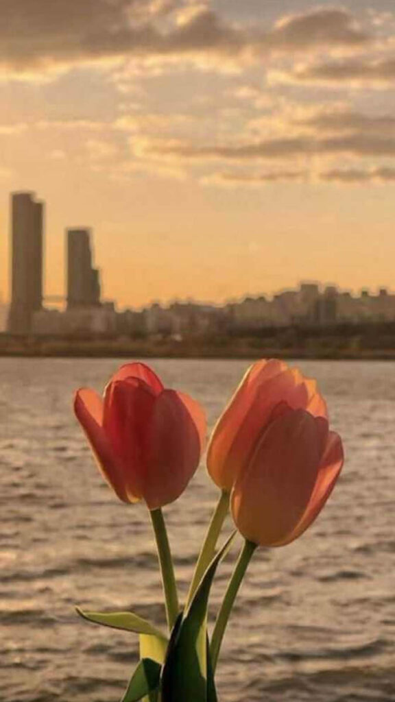 15 hinh nen hoa tulip didongviet