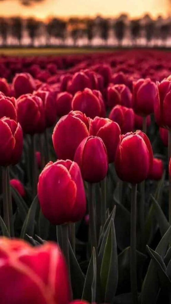 16 hinh nen hoa tulip didongviet
