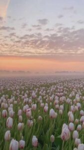101+ hình nền hoa Tulip chill và đẹp cho điện thoại, PC