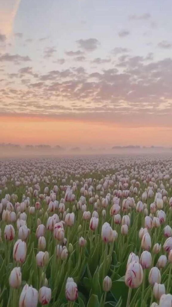 Nền Cây Hoa Tulip Màu Hồng Và Hình ảnh Để Tải Về Miễn Phí - Pngtree