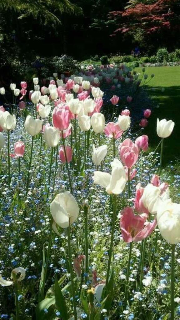 19 hinh nen hoa tulip didongviet