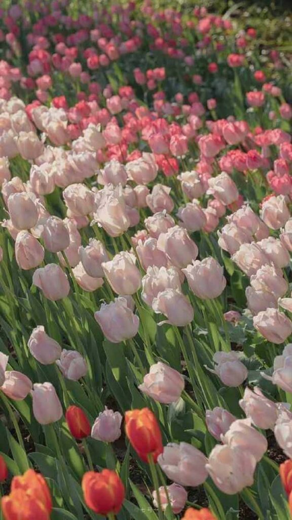 Bật Mí Ý Nghĩa Của Hoa Tulip Theo Màu