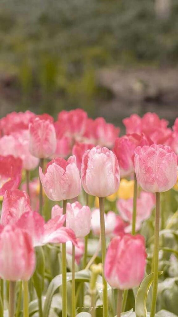 21 hinh nen hoa tulip didongviet
