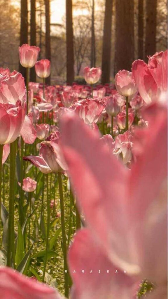 22 hinh nen hoa tulip didongviet