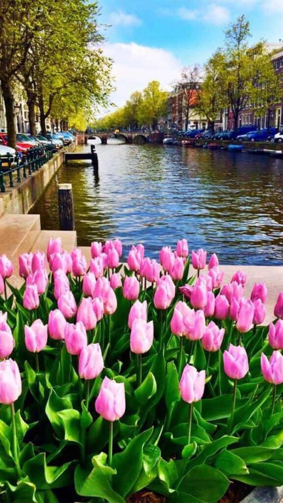 15 hình nền hoa tulip đẹp cho điện thoại đầy sắc màu