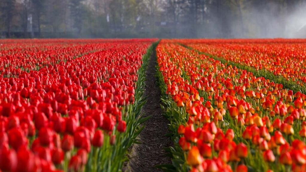 Trọn Bộ 25 Hình Nền Hoa Tulip Cho Máy Tính Cực Đẹp.