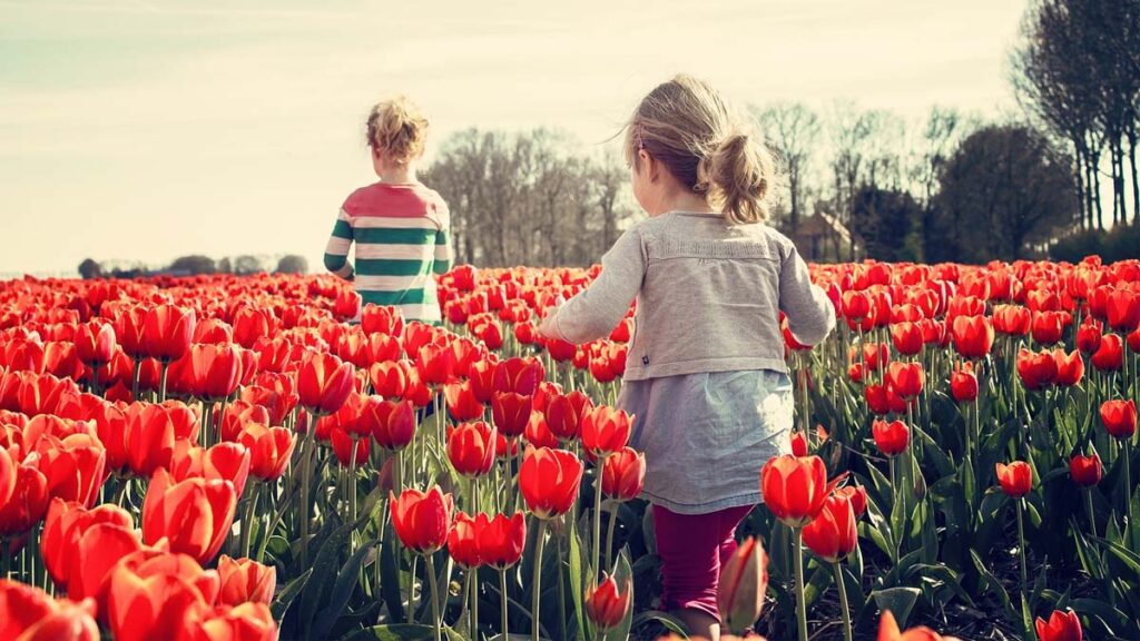 27 hinh nen hoa tulip didongviet