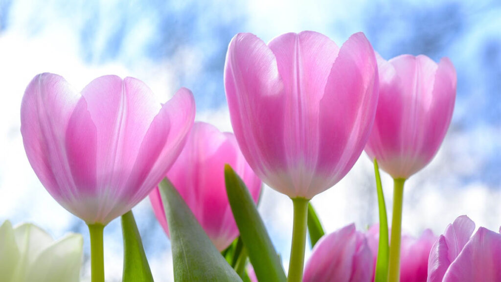 28 hinh nen hoa tulip didongviet