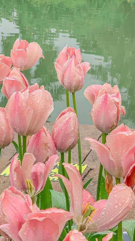 3 hinh nen hoa tulip didongviet