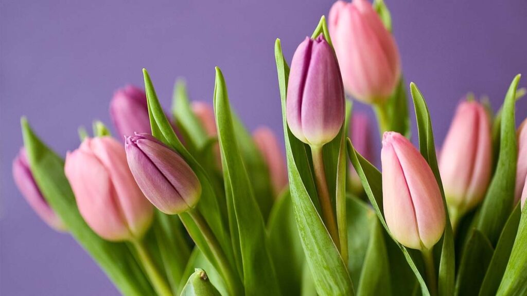 30 hinh nen hoa tulip didongviet