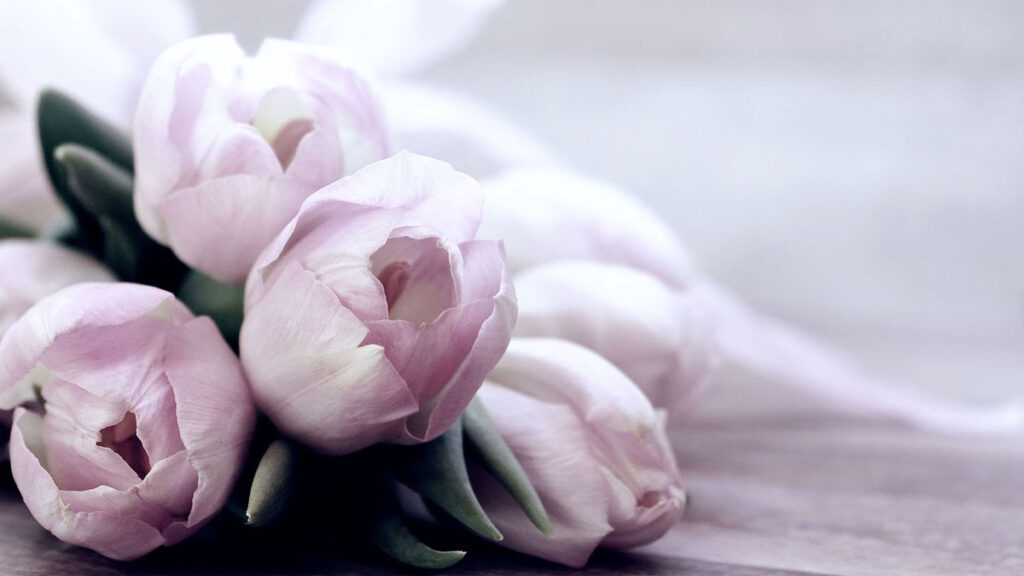 32 hinh nen hoa tulip didongviet