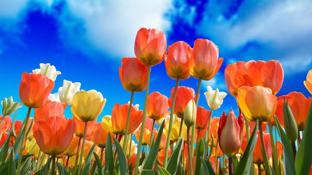 33 hinh nen hoa tulip didongviet