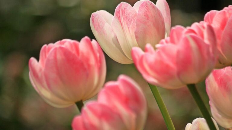 101+ hình nền hoa Tulip chill và đẹp cho điện thoại, PC