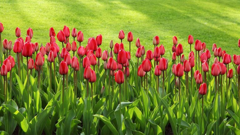 101+ hình nền hoa Tulip chill và đẹp cho điện thoại, PC