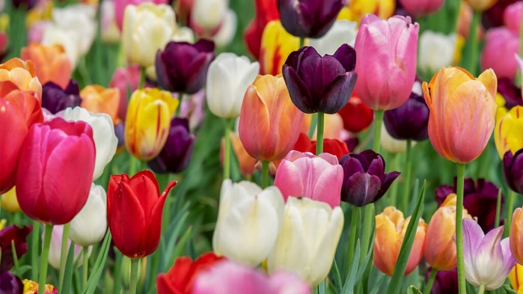 38 hinh nen hoa tulip didongviet