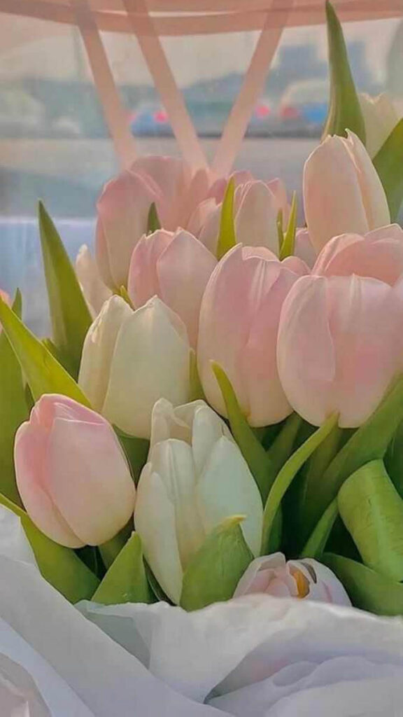 4 hinh nen hoa tulip didongviet