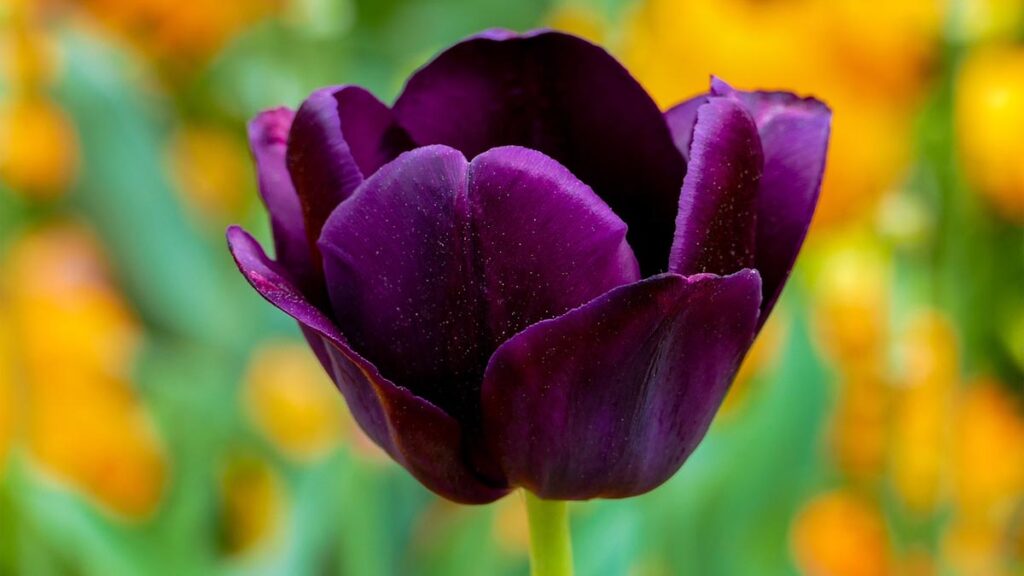 40 hinh nen hoa tulip didongviet