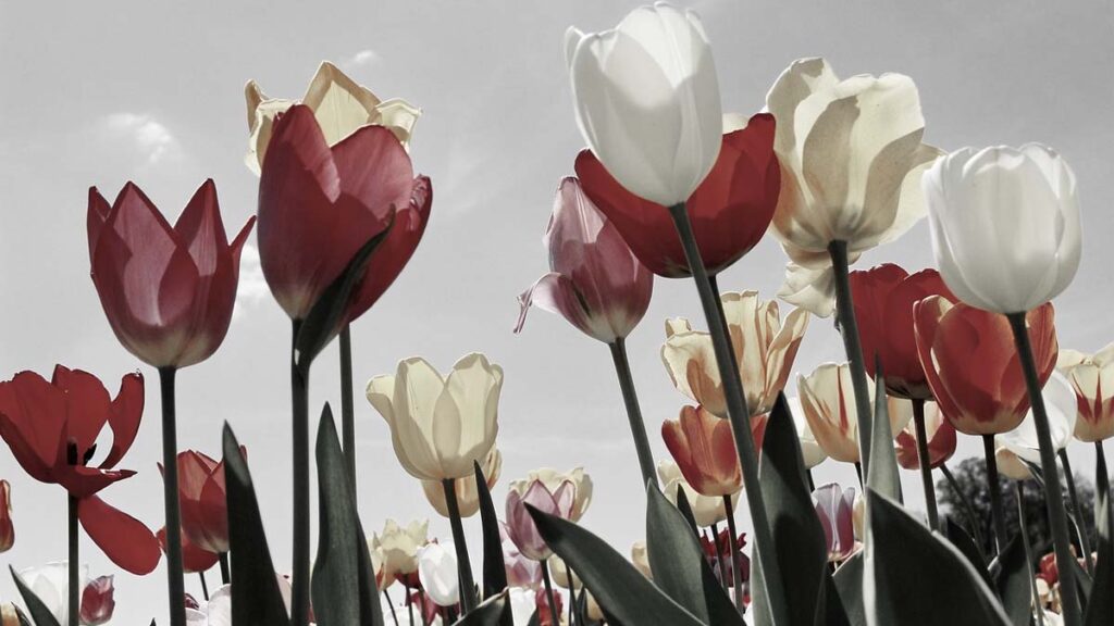 41 hinh nen hoa tulip didongviet