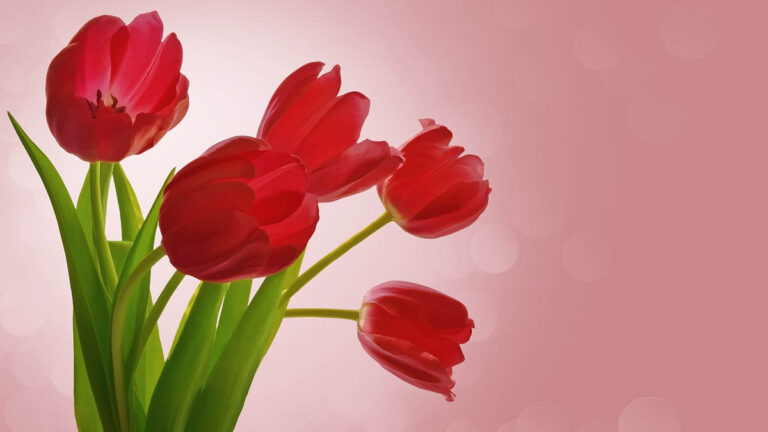 101+ hình nền hoa Tulip chill và đẹp cho điện thoại, PC