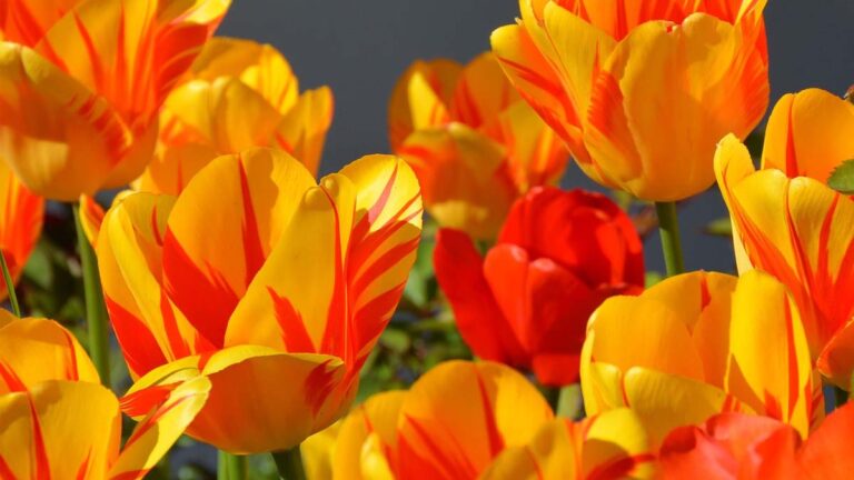101+ hình nền hoa Tulip chill và đẹp cho điện thoại, PC