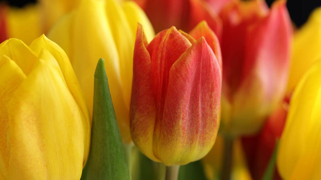 44 hinh nen hoa tulip didongviet