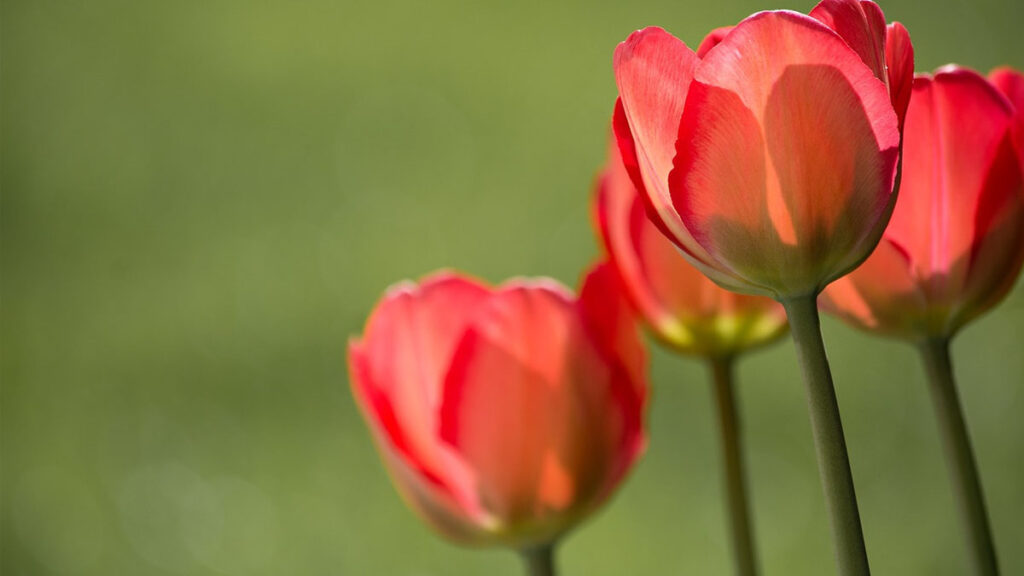 45 hinh nen hoa tulip didongviet