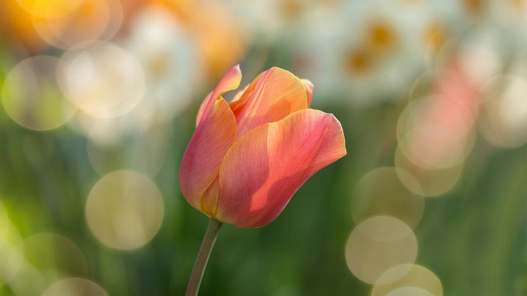 46 hinh nen hoa tulip didongviet