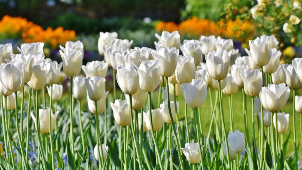 47 hinh nen hoa tulip didongviet