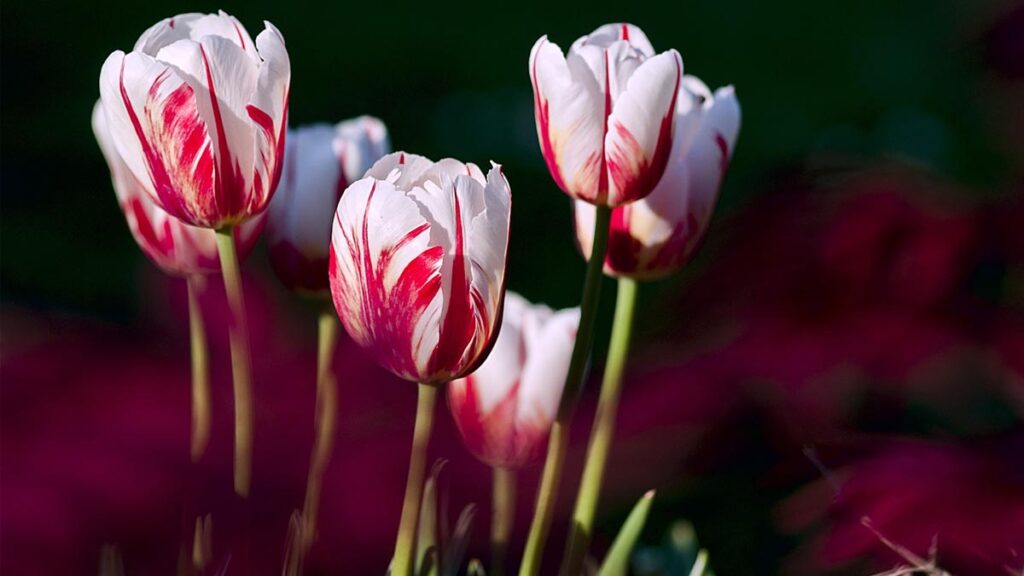 48 hinh nen hoa tulip didongviet