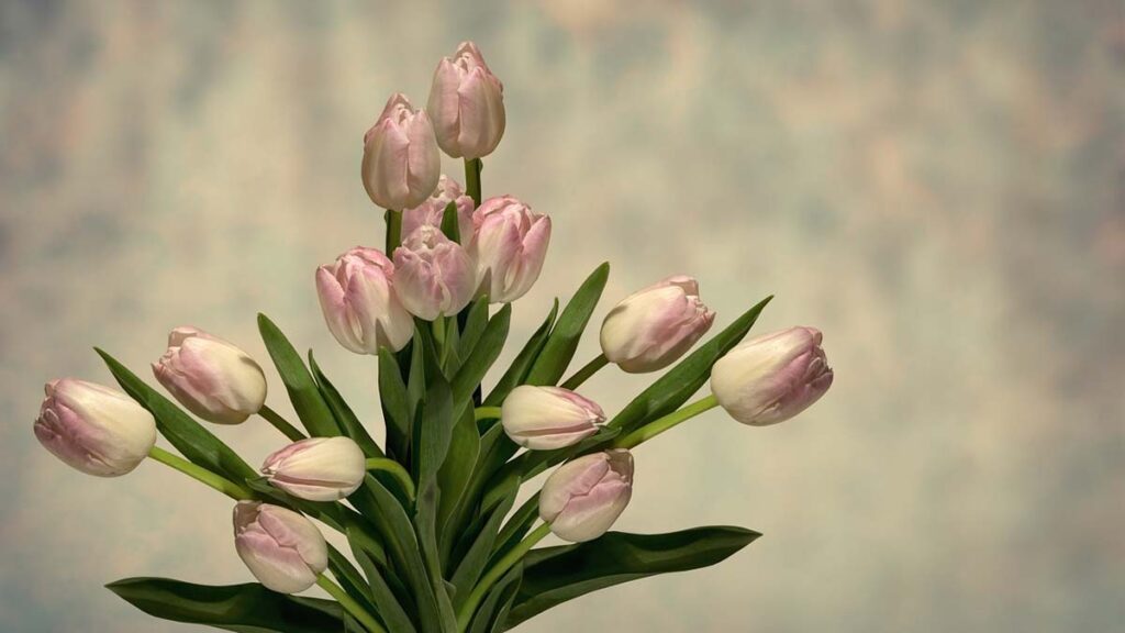 49 hinh nen hoa tulip didongviet