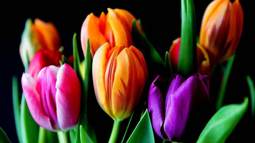 50 hinh nen hoa tulip didongviet