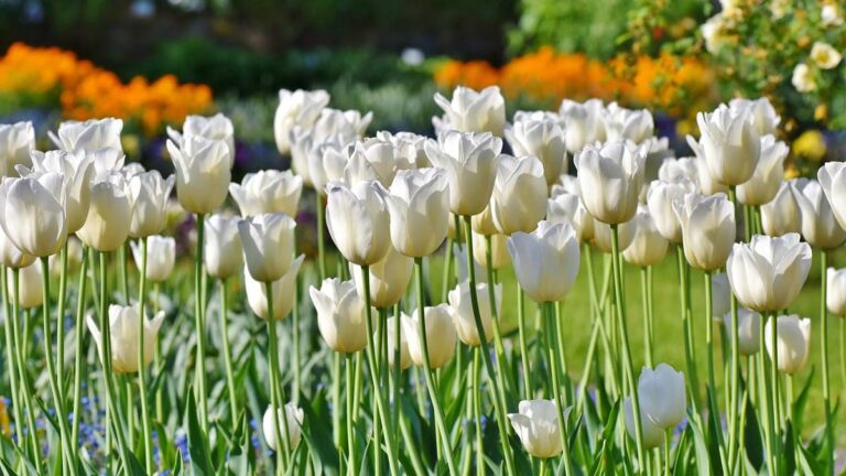 101+ hình nền hoa Tulip chill và đẹp cho điện thoại, PC