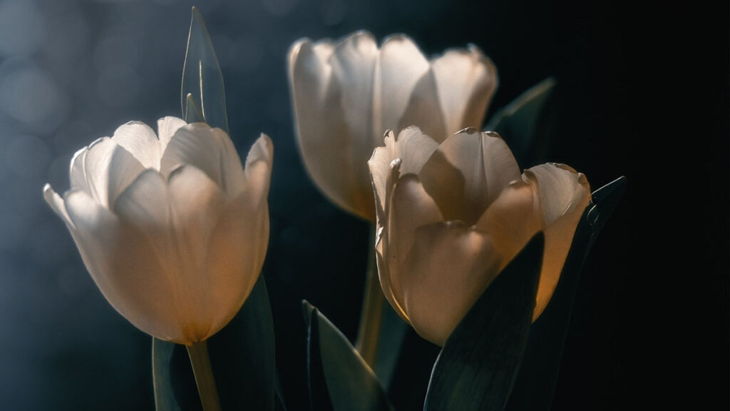 54 hinh nen hoa tulip didongviet