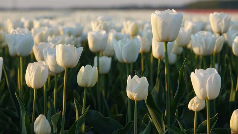 101+ hình nền hoa Tulip chill và đẹp cho điện thoại, PC