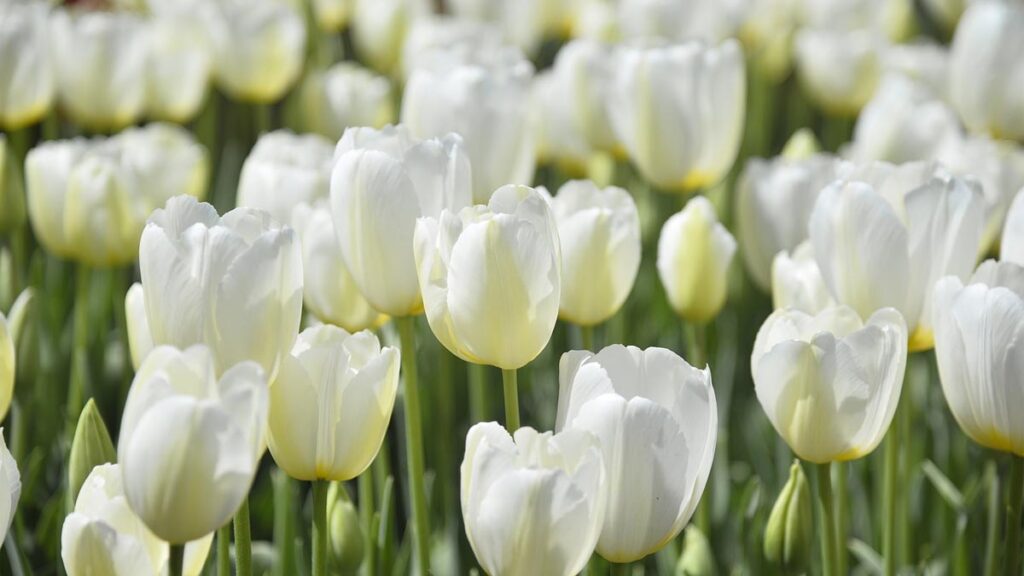 56 hinh nen hoa tulip didongviet