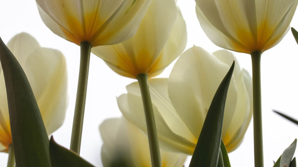 57 hinh nen hoa tulip didongviet