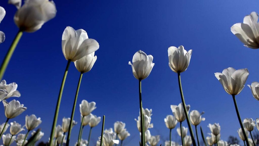 58 hinh nen hoa tulip didongviet