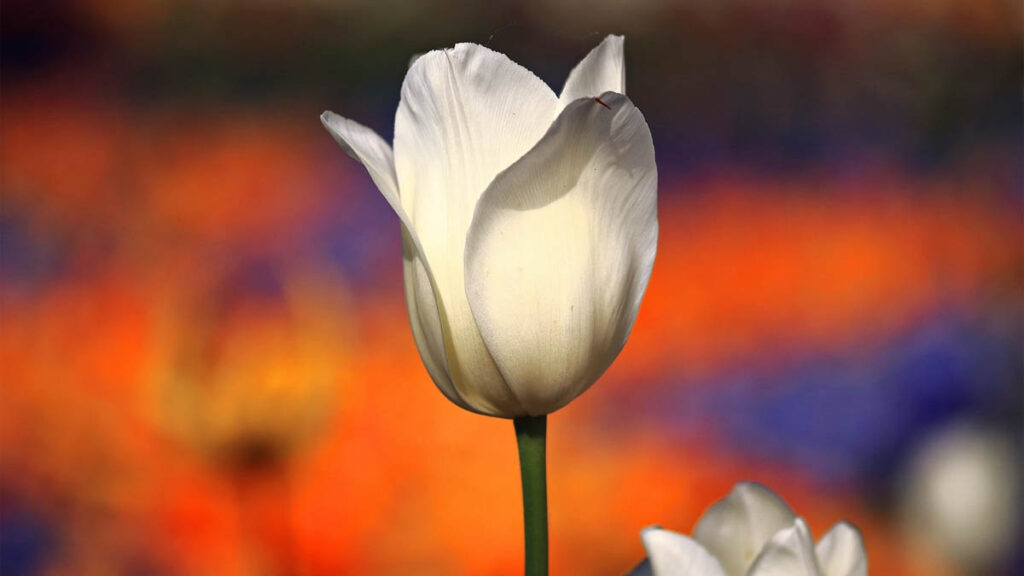 62 hinh nen hoa tulip didongviet