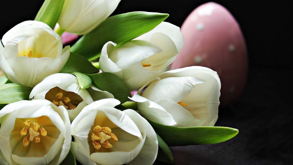 64 hinh nen hoa tulip didongviet